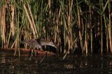 20110918_Klein waterhoen_Lepelaarsplassen_5